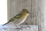 Crithagra dorsostriata